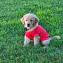 Maui joined the competition — help win amazing prizes! puppy, golden_retriever, dog, grass, greenery, outdoor, pet_clothing, red_shirt, collar, cute, animal, sitting, young_dog, fur, nature, canine, adorable, field, portrait, daylight