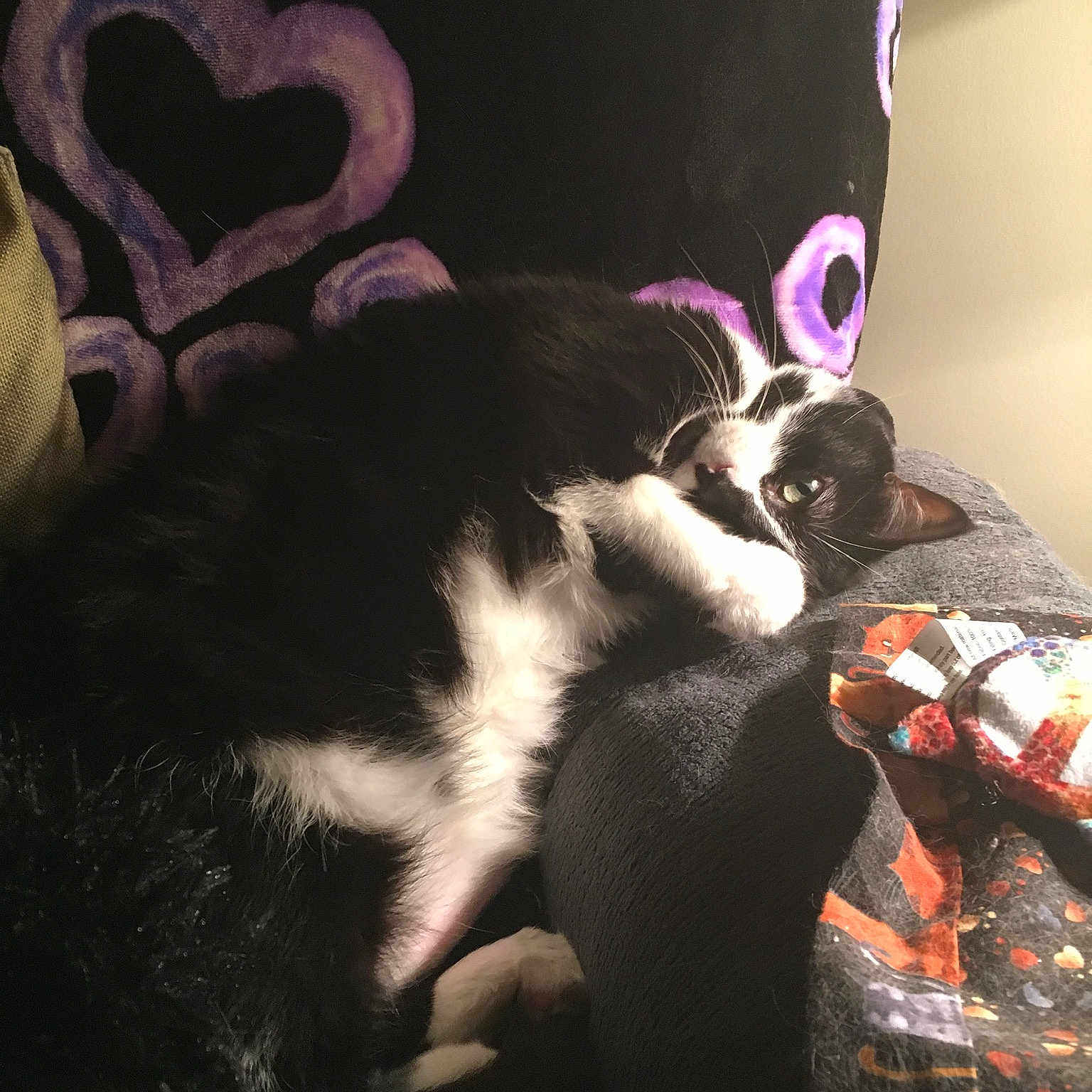 Sweety is registered to the contest to win money with this photo: canidae, carnivore, cat, ear, felidae, fur, kitten, pink, puppy, small_to_medium_sized_cats, tail, whiskers