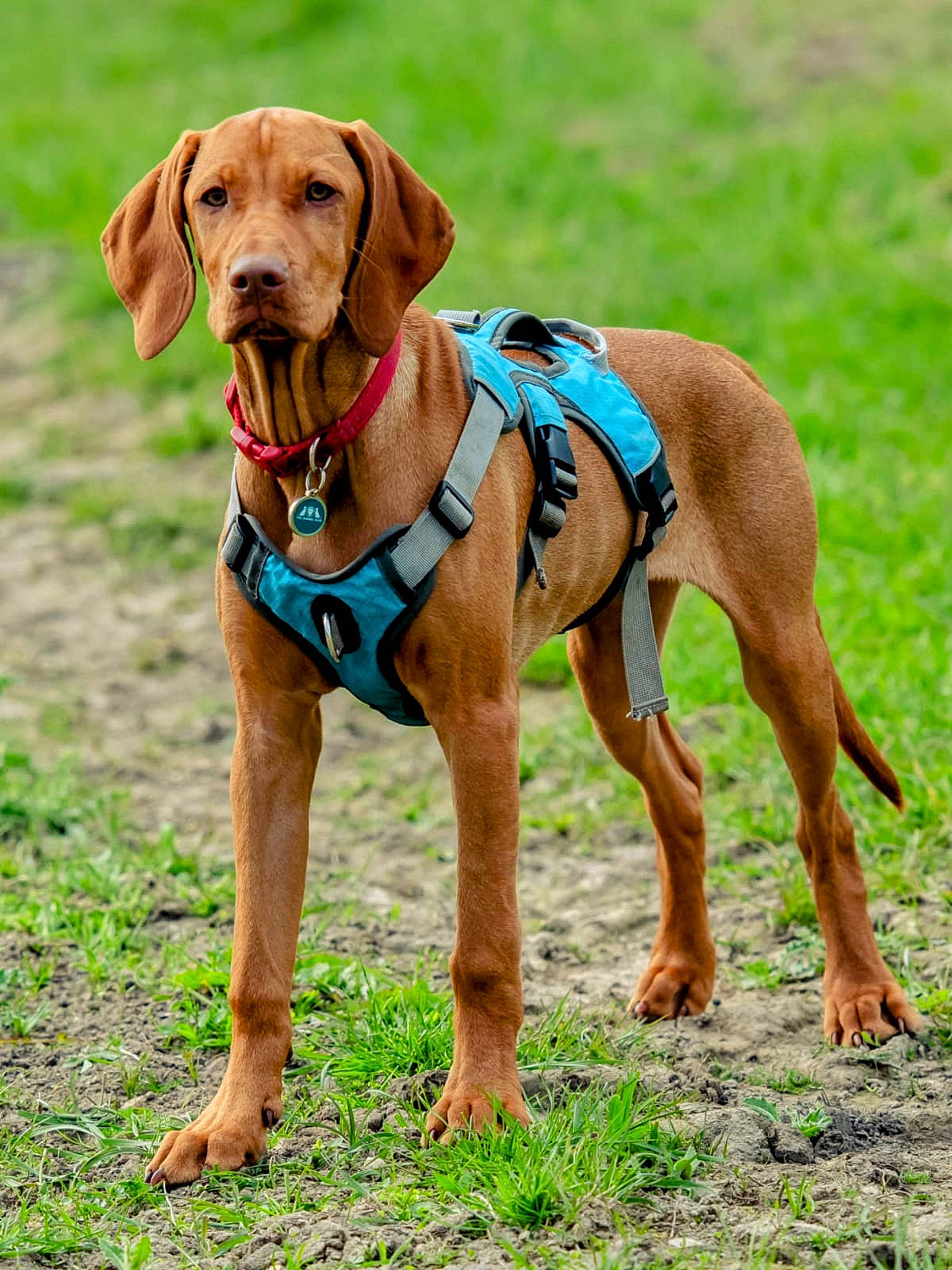 Robyn is registered to the contest to win money with this photo: canidae, carnivore, collar, companion_dog, dog, dog_breed, dog_clothes, dog_collar, dog_supply, fashion_accessory, fawn, flower, grass, gun_dog, hound, leash, liver, pet_supply, snout, working_animal