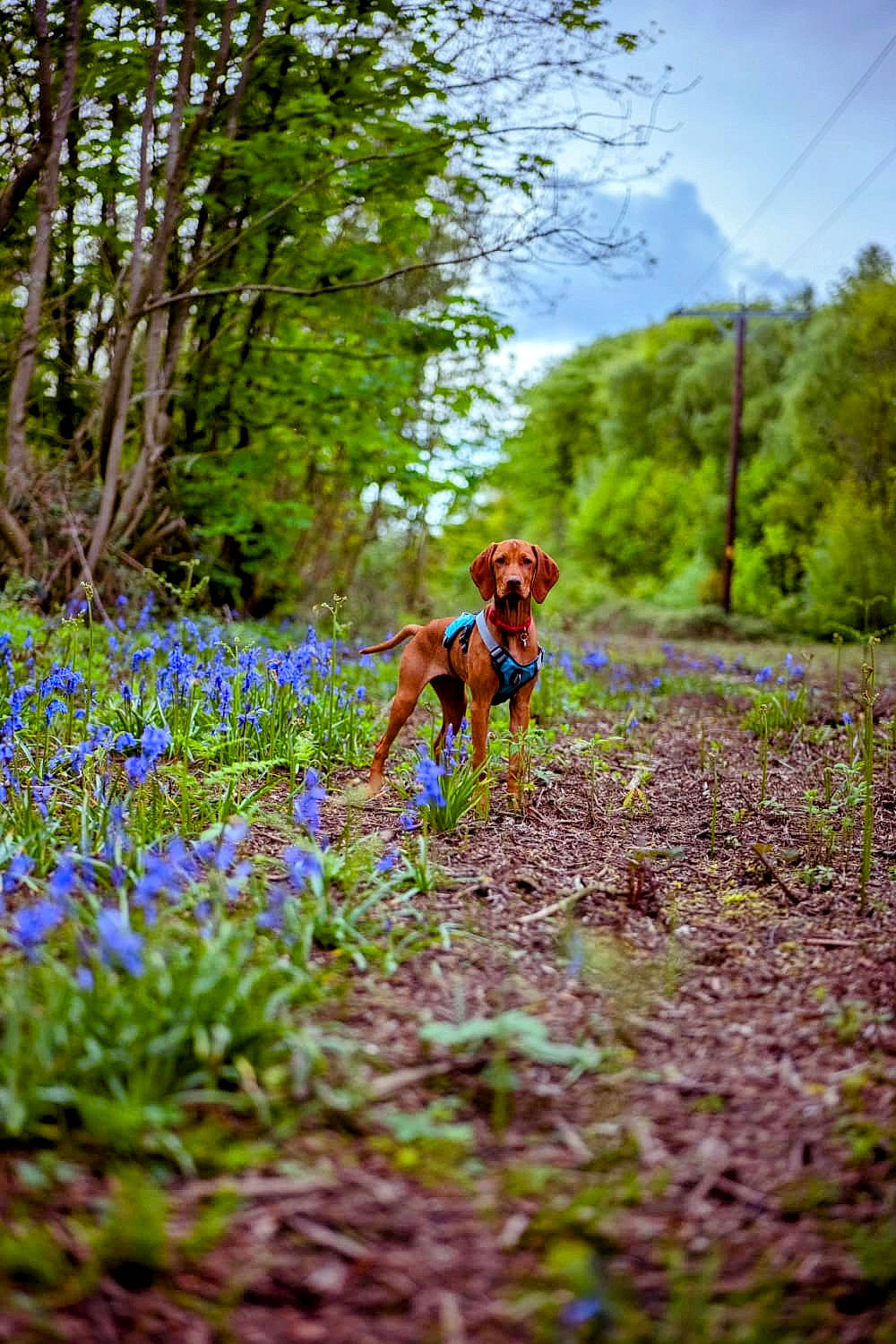 Robyn is registered to the contest to win money with this photo: ecoregion, fawn, forest, grass, grass_family, grassland, groundcover, landscape, leisure, meadow, natural_landscape, people_in_nature, plant, plant_community, rural_area, shrub, sky, trail, tree, wood