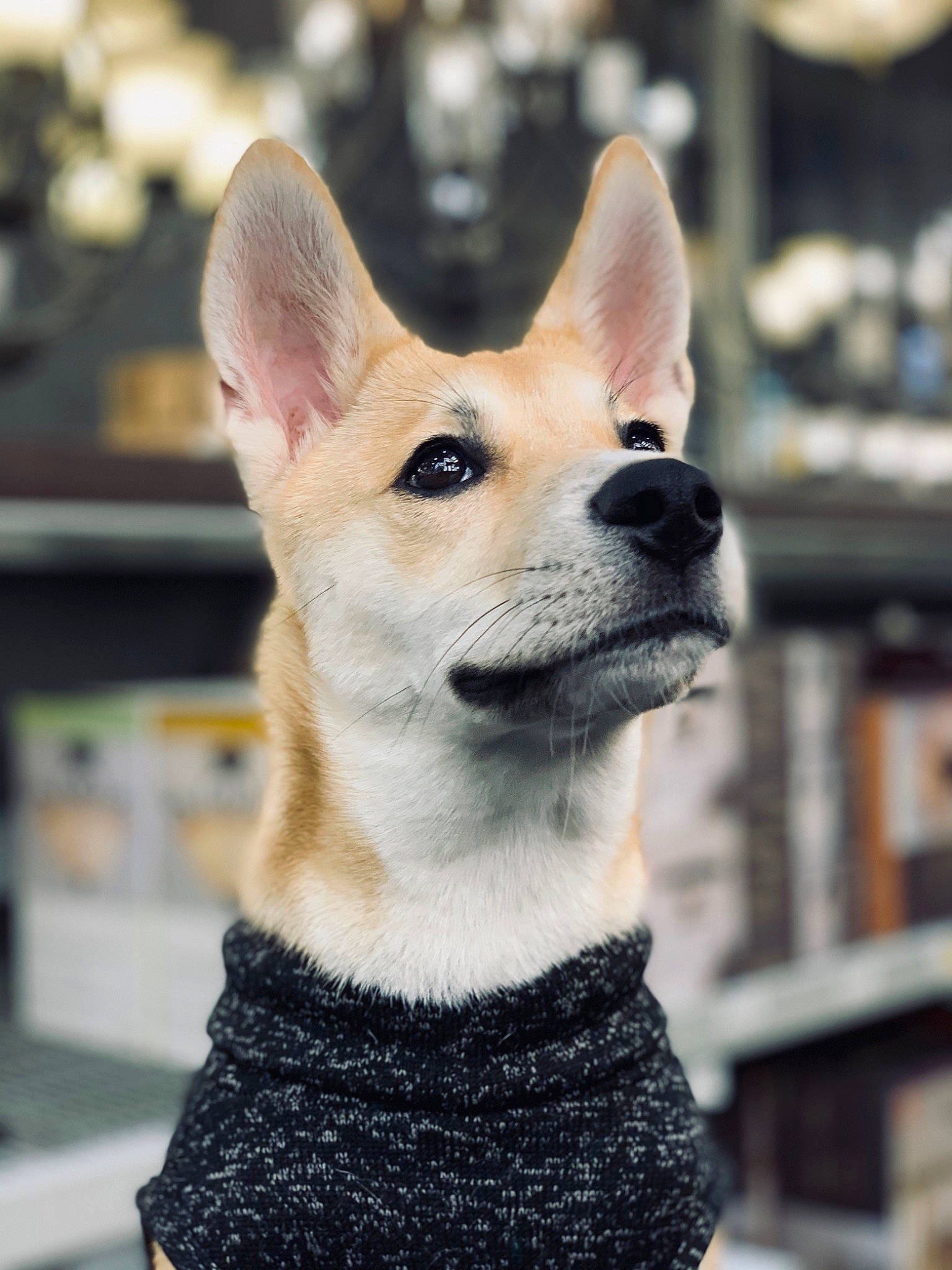 Arizona joined the competition — help win amazing prizes! ancient_dog_breeds, canidae, carnivore, companion_dog, dog, dog_breed, ear, fawn, mammal, non_sporting_group, pembroke_welsh_corgi, photography, puppy, rare_breed_dog, snout, vertebrate, welsh_corgi, whiskers, working_dog