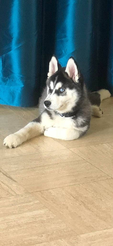 Kailiye participe au concours pour gagner de l'argent avec cette photo : canidae, carnivore, companion_dog, dog, dog_breed, floor, flooring, fur, hardwood, jaw, siberian_husky, sled_dog, snout, sporting_group, tail, whiskers, wood, wood_flooring, wood_stain, working_animal