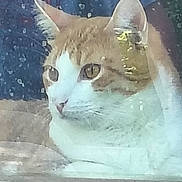 Fred joined the competition — help win amazing prizes! animal, cat, closeup, curious, domestic_cat, ears, eyes, face, fur, ginger_cat, glass, indoor, looking, pet, quiet, reflection, resting, whiskers, white_cat, window