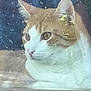 animal, cat, closeup, curious, domestic_cat, ears, eyes, face, fur, ginger_cat, glass, indoor, looking, pet, quiet, reflection, resting, whiskers, white_cat, window