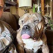 Laila joined the competition — help win amazing prizes! brown_fur, cabinet, couch, cozy, decor, dog, face, furniture, home, indoor, lamp, living_room, person, pet, plant, portrait, relaxed, seated, tongue_out, white_chest