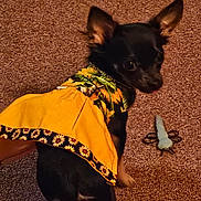 Itsy Bitsy joined the competition — help win amazing prizes! animal, black_dog, carpet, close_up, companion, cozy, cute, dog, dog_toy, dress, fabric, indoor, looking_back, pet, playful, small_dog, sunflower_pattern, texture, toy, yellow_dress