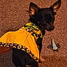 animal, black_dog, carpet, close_up, companion, cozy, cute, dog, dog_toy, dress, fabric, indoor, looking_back, pet, playful, small_dog, sunflower_pattern, texture, toy, yellow_dress