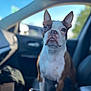 animal, blue_sky, blurred_background, boston_terrier, car_interior, dashboard, daylight, dog, ears, expression, face, front_seat, fur, leather_seat, pet, portrait, seat, snout, vehicle, window
