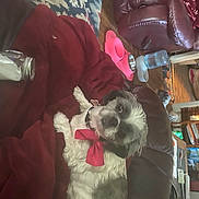 Rosie is registered to the contest to win money with this photo: auto_part, canidae, carmine, comfort, communication_device, companion_dog, event, fashion_accessory, flesh, fun, fur, hat, magenta, portable_communications_device, room, sporting_group, stuffed_toy, toy, tradition, tree