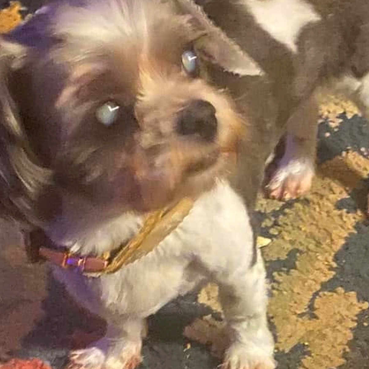 Daisy
