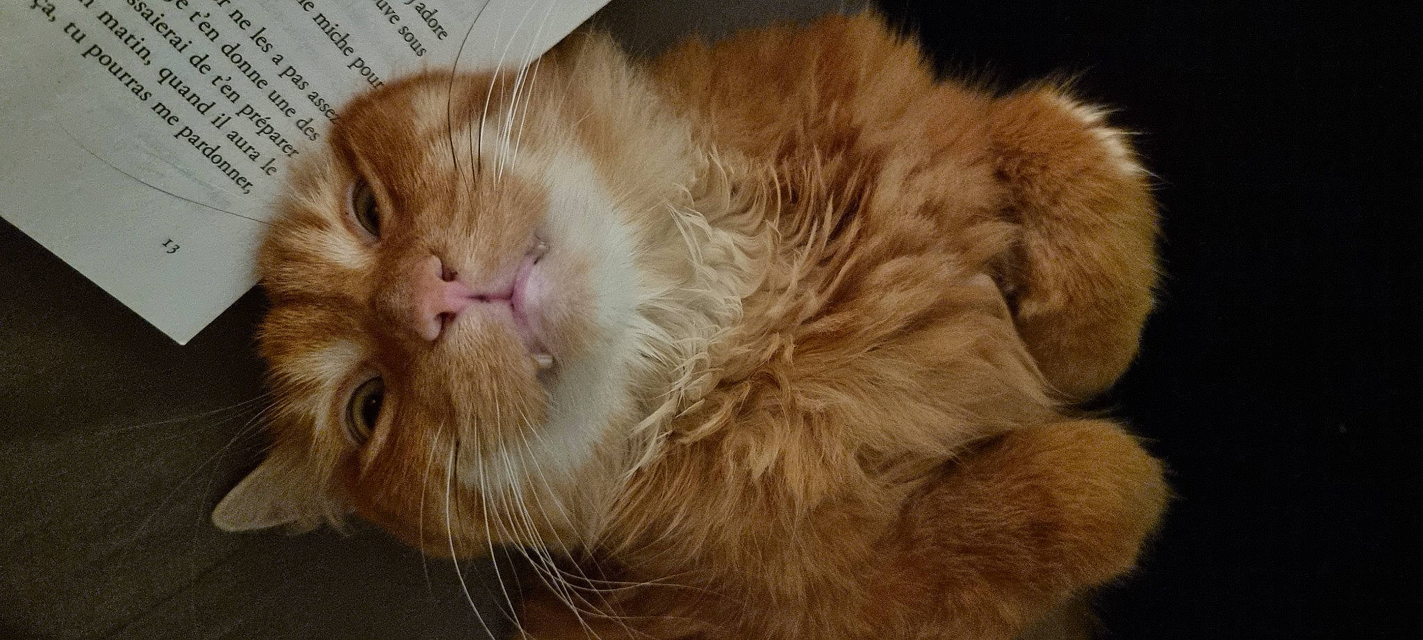 Kiwi participe au concours pour gagner de l'argent avec cette photo : carnivore, cat, claw, comfort, ear, fawn, felidae, fur, liver, nap, paw, peach, sleep, small_to_medium_sized_cats, snout, tail, terrestrial_animal, whiskers