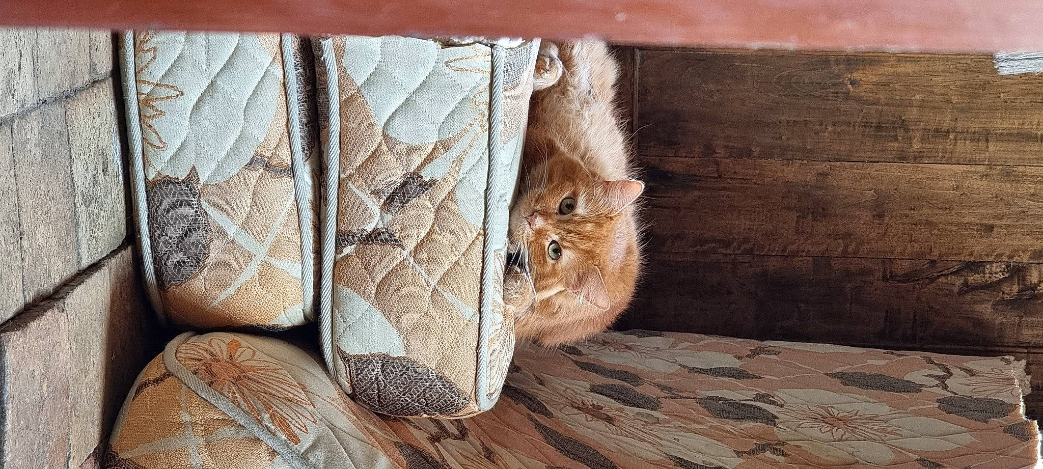 Kiwi a rejoint le concours — aidez-le/la à gagner de superbes lots ! carnivore, cat, chair, comfort, domestic_short_haired_cat, fawn, felidae, flooring, fur, hardwood, pattern, plywood, small_to_medium_sized_cats, tail, terrestrial_animal, whiskers, window, wood, wood_flooring, wood_stain