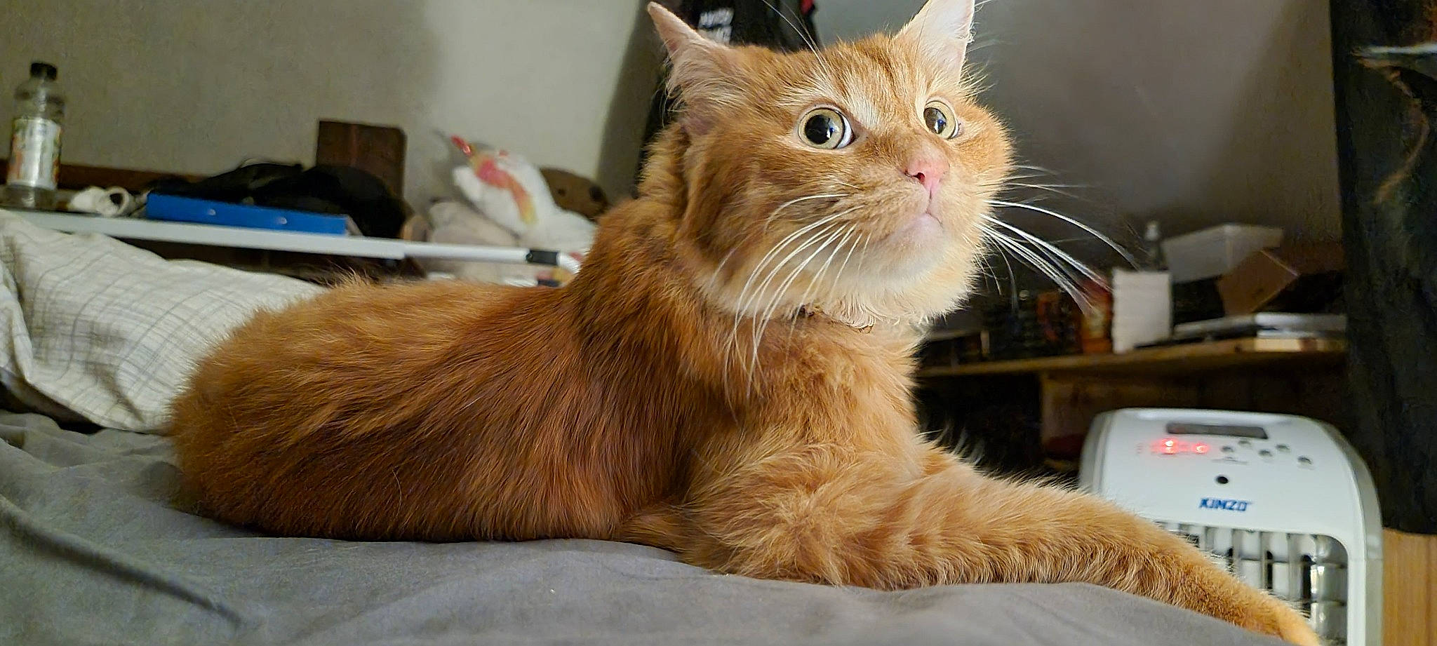 Kiwi a rejoint le concours — aidez-le/la à gagner de superbes lots ! box, carnivore, cat, claw, comfort, domestic_short_haired_cat, fawn, felidae, fur, paw, small_to_medium_sized_cats, snout, tail, terrestrial_animal, whiskers, window, wood