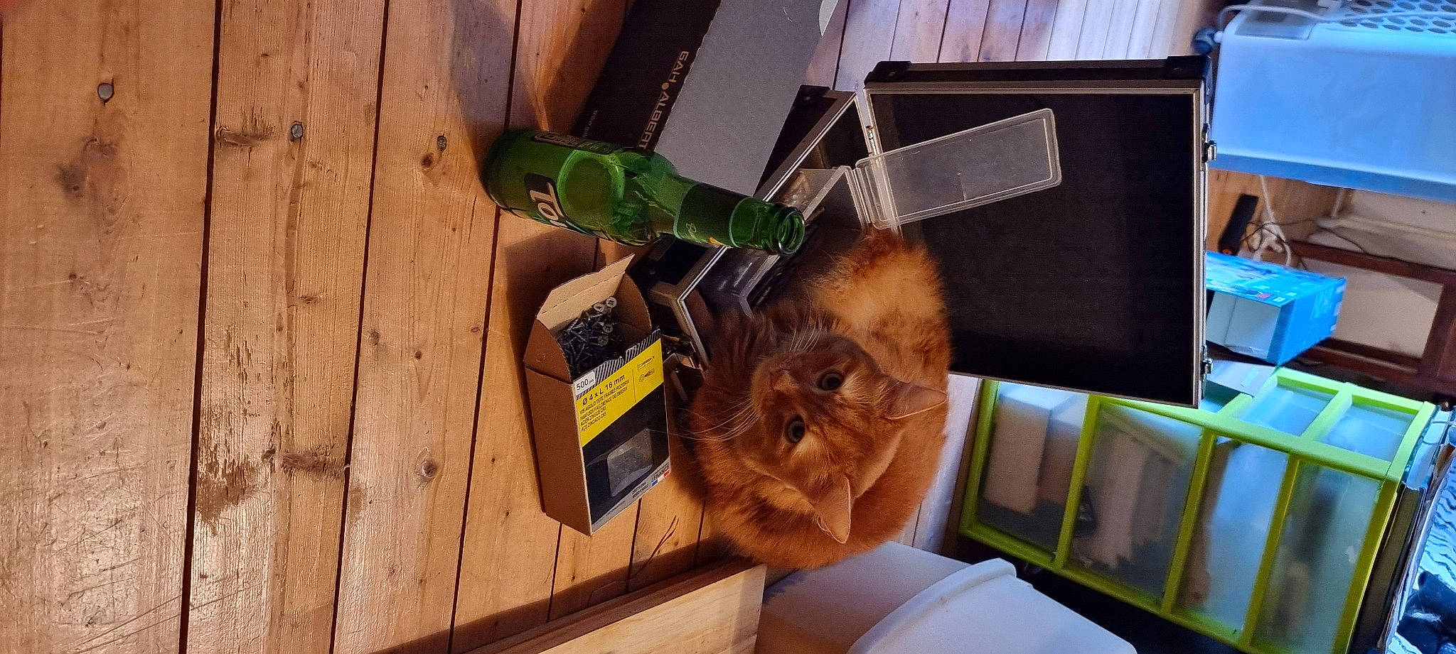 Kiwi participe au concours pour gagner de l'argent avec cette photo : art, box, eyewear, fawn, felidae, fur, hardwood, plank, plush, room, shipping_box, small_to_medium_sized_cats, stuffed_toy, table, toy, tree, visual_arts, whiskers, wood, wood_stain