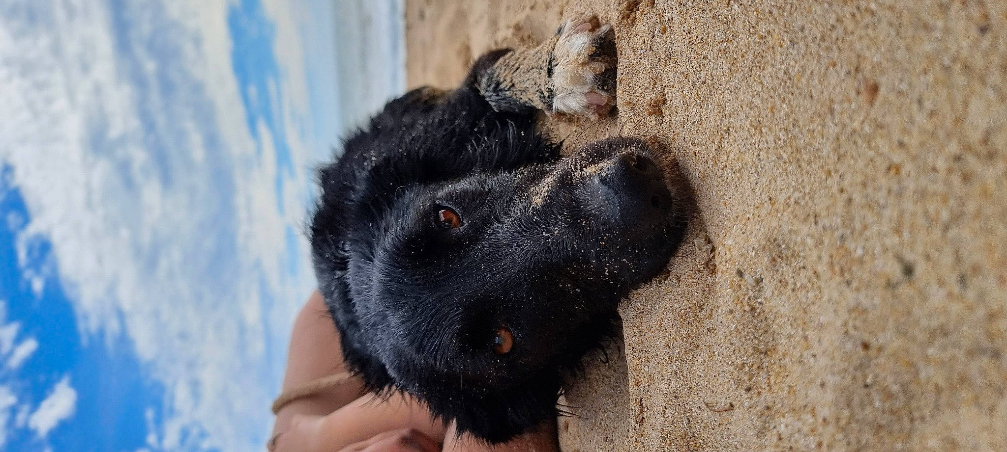 Saskia participe au concours pour gagner de l'argent avec cette photo : canidae, carnivore, companion_dog, dog, dog_breed, fawn, fur, gesture, guard_dog, paw, sporting_group, street_dog, terrestrial_animal, wildlife, working_animal, working_dog