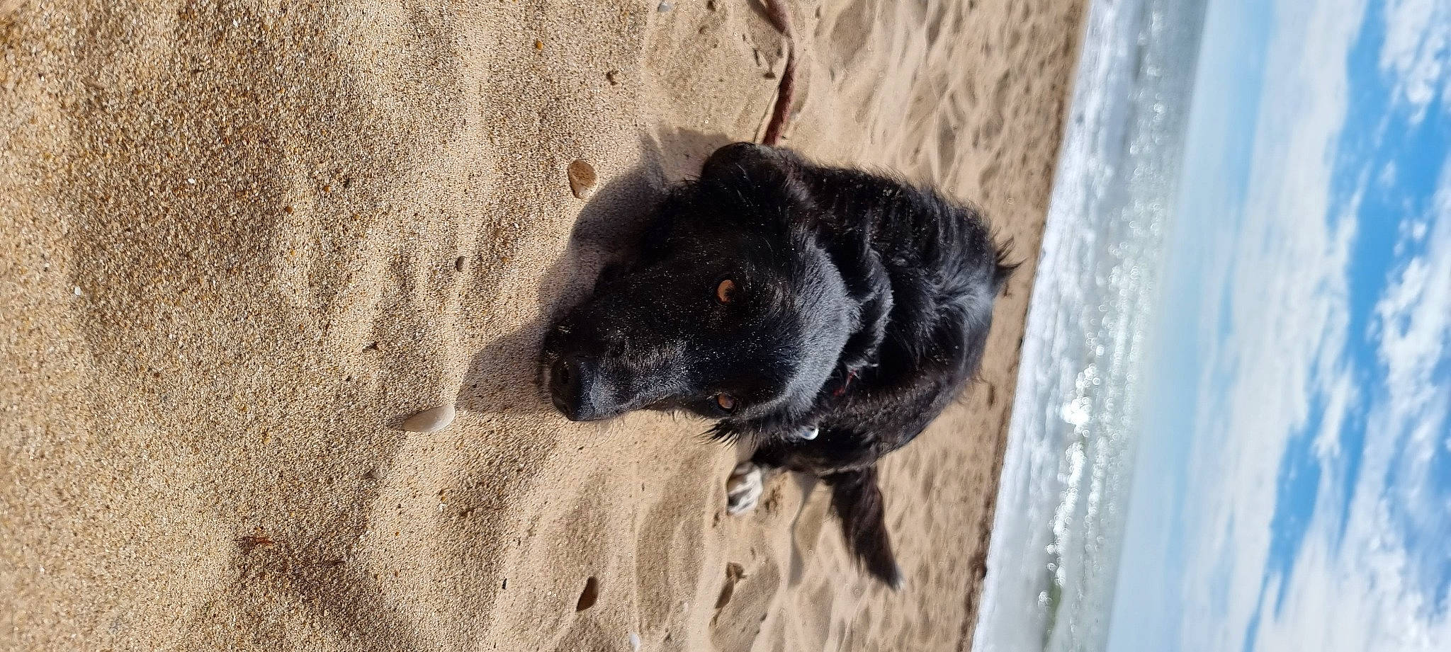 Saskia participe au concours pour gagner de l'argent avec cette photo : beach, canidae, carnivore, dog, dog_breed, fawn, foot, fur, paw, sand, shadow, soil, sporting_group, street_dog, tail, terrestrial_animal, window, wood, working_dog
