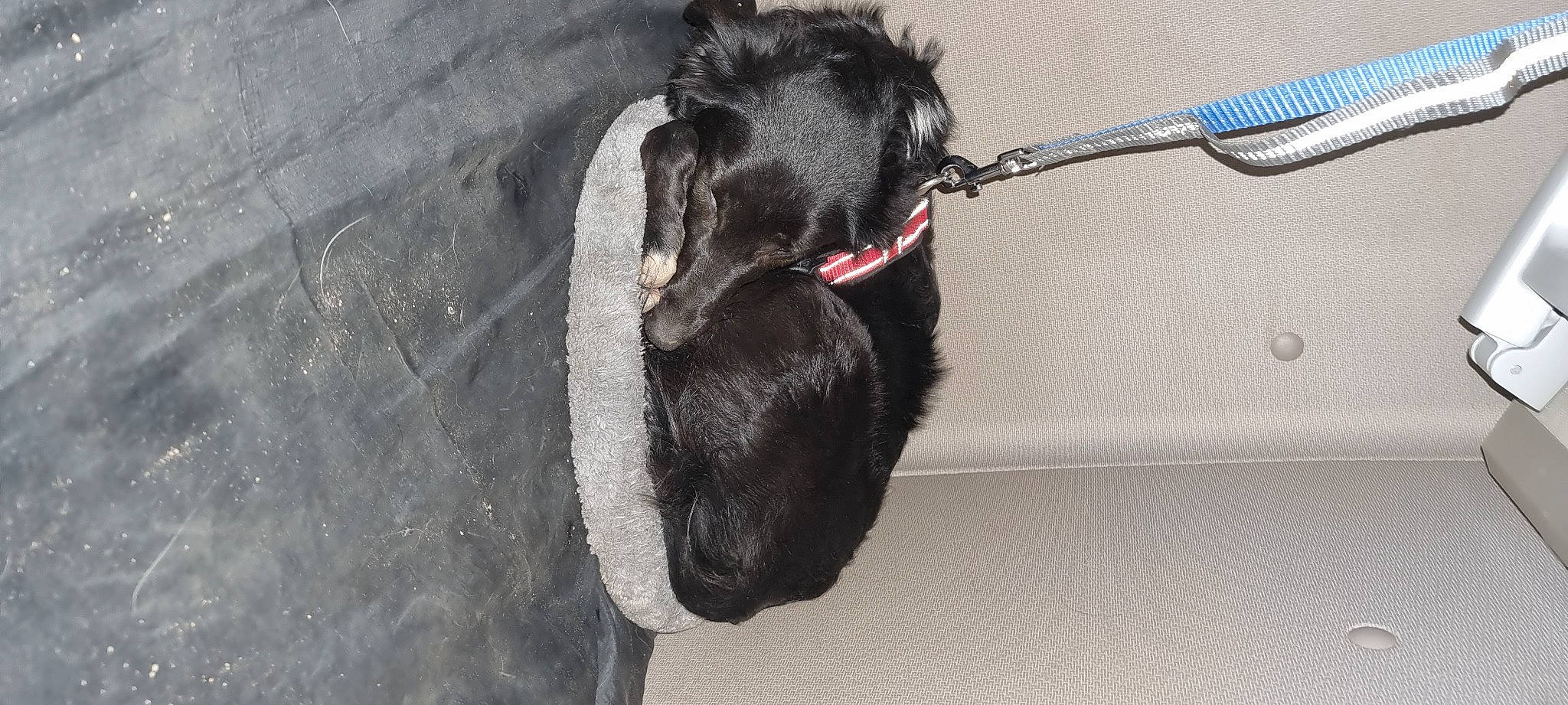 Saskia participe au concours pour gagner de l'argent avec cette photo : carnivore, claw, collar, comfort, companion_dog, dog, dog_breed, dog_collar, fashion_accessory, flooring, fur, guard_dog, leash, liver, non_sporting_group, pet_supply, snout, sporting_group, tail, working_animal