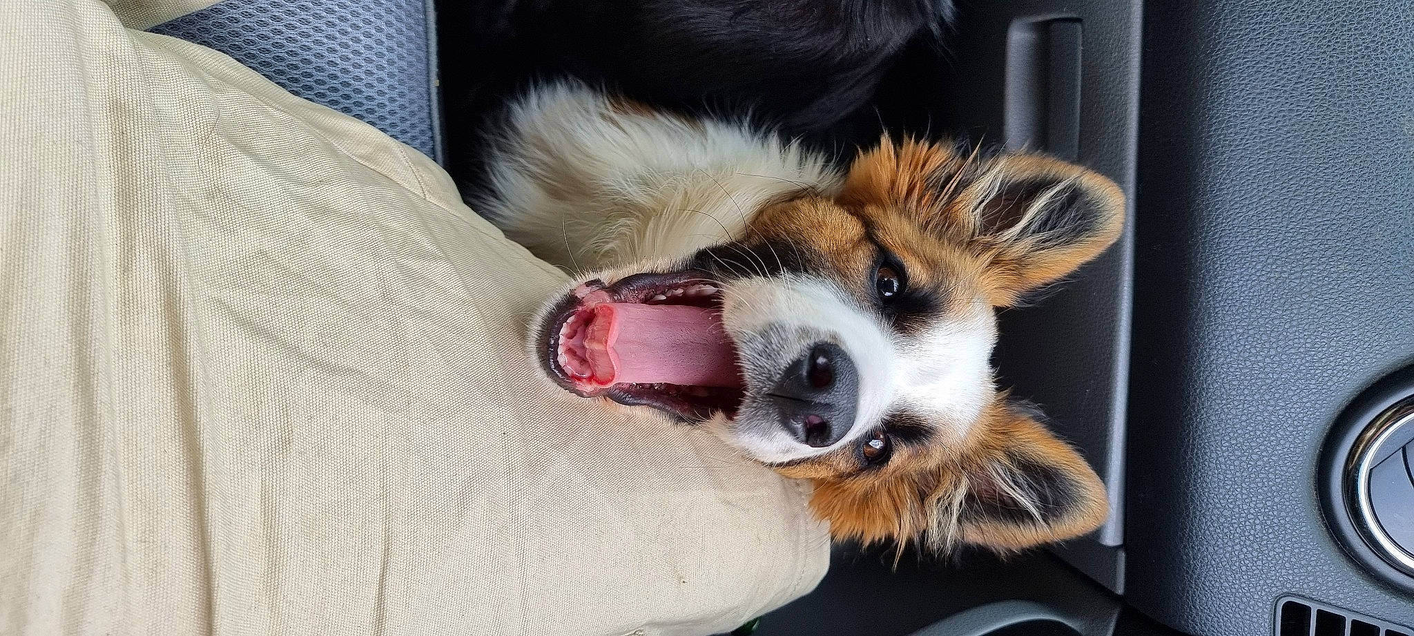 Te Fiti participe au concours pour gagner de l'argent avec cette photo : canidae, carnivore, claw, collar, comfort, companion_dog, dog, dog_breed, dog_supply, foot, fur, herding_dog, paw, pet_supply, sporting_group, terrestrial_animal, toy_dog, whiskers, working_animal, working_dog