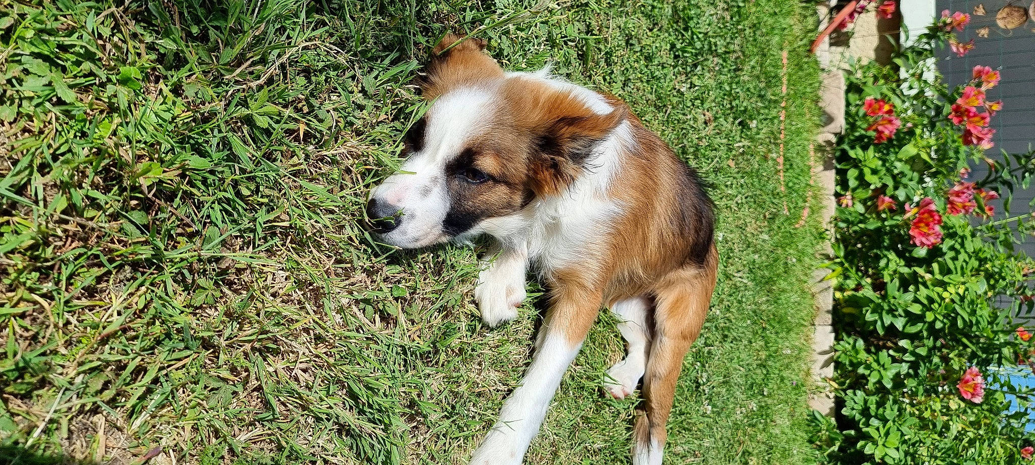 Te Fiti participe au concours pour gagner de l'argent avec cette photo : ancient_dog_breeds, canidae, carnivore, companion_dog, dog, dog_breed, fawn, fur, grass, herding_dog, plant, snout, sporting_group, tail, terrestrial_animal, whiskers, wildlife, working_dog