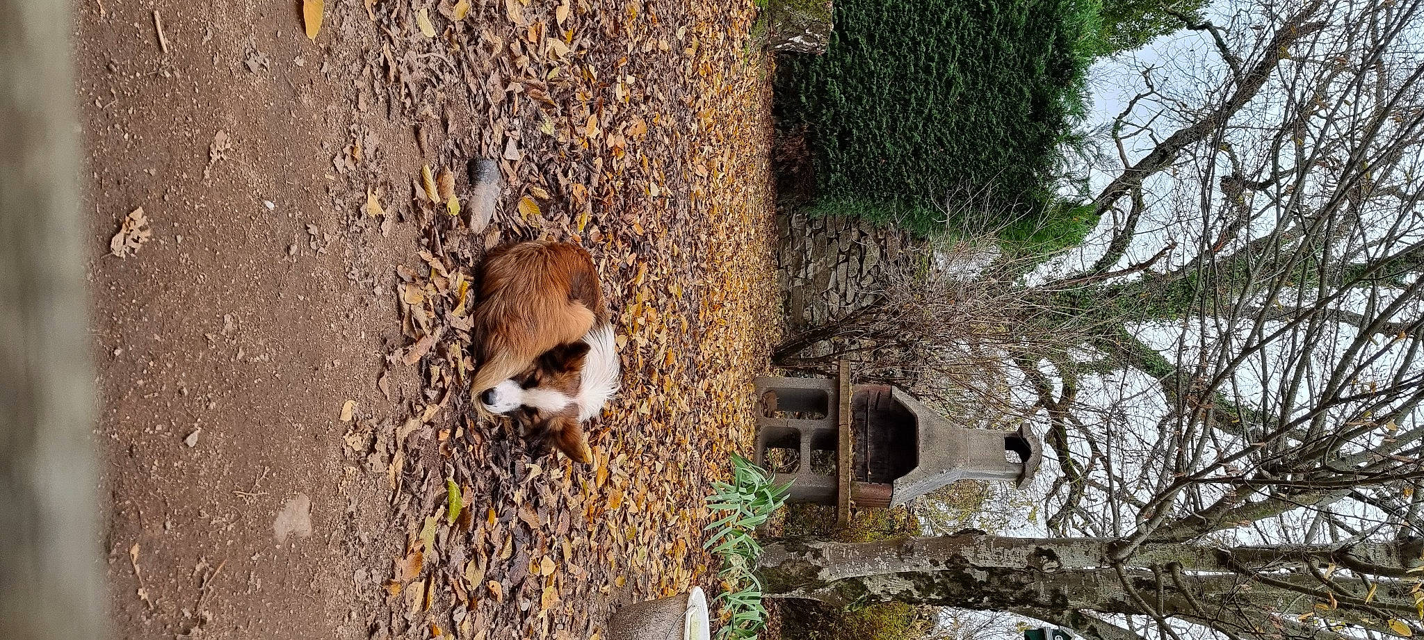 Te Fiti a rejoint le concours — aidez-le/la à gagner de superbes lots ! carnivore, fawn, fur, grass, house, landscape, perching_bird, plant, rodent, snout, soil, tail, terrestrial_animal, tree, trunk, twig, whiskers, wildlife, wood