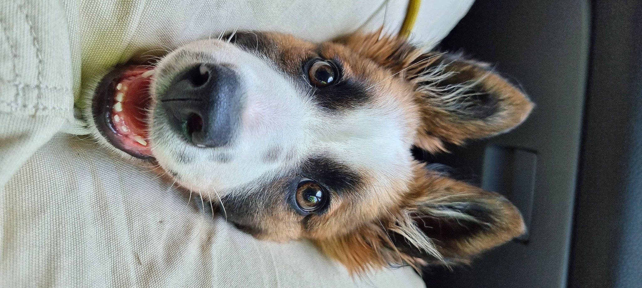 Te Fiti participe au concours pour gagner de l'argent avec cette photo : canidae, carnivore, close_up, collar, companion_dog, dog, dog_breed, ear, eyelash, fawn, fur, paw, selfie, snout, sporting_group, terrestrial_animal, whiskers, wildlife, working_animal, working_dog