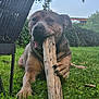animal, canine, chewing, daytime, dog, ears, fur, grass, greenery, happy, mouth, nature, outdoor, paw, pet, playful, relaxed, snout, stick, wicker_chair