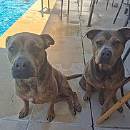 Nala Et Prune a rejoint le concours — aidez-le/la à gagner de superbes lots ! animal, canine, companion, dog, ears, face, furniture, looking, outdoor, patio, pets, poolside, shadow, sitting, summer, sunlight, tiles, two_dogs, water, wet