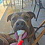 animal, brown_dog, canine, chair, close_up, dog, hand, happy, ice_cream, licking, nail_polish, outdoor, patio, pet, pool, summer, sunlight, tile_floor, tongue, treat