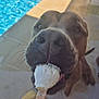 animal, brown_dog, canine, close_up, daylight, dog, food, fun, happy, licking, nose, outdoor, pet, playful, poolside, popsicle, snout, summer, tiled_floor, tongue