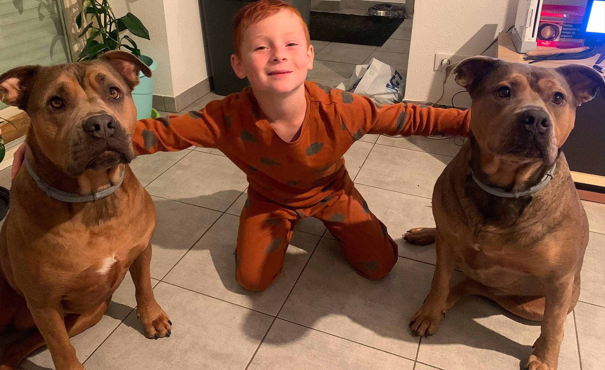 Nala Et Prune participe au concours pour gagner de l'argent avec cette photo : canidae, carnivore, collar, companion_dog, dog, dog_breed, dog_collar, fawn, flooring, fur, giant_dog_breed, houseplant, liver, molosser, plant, smile, snout, sporting_group, working_animal, working_dog