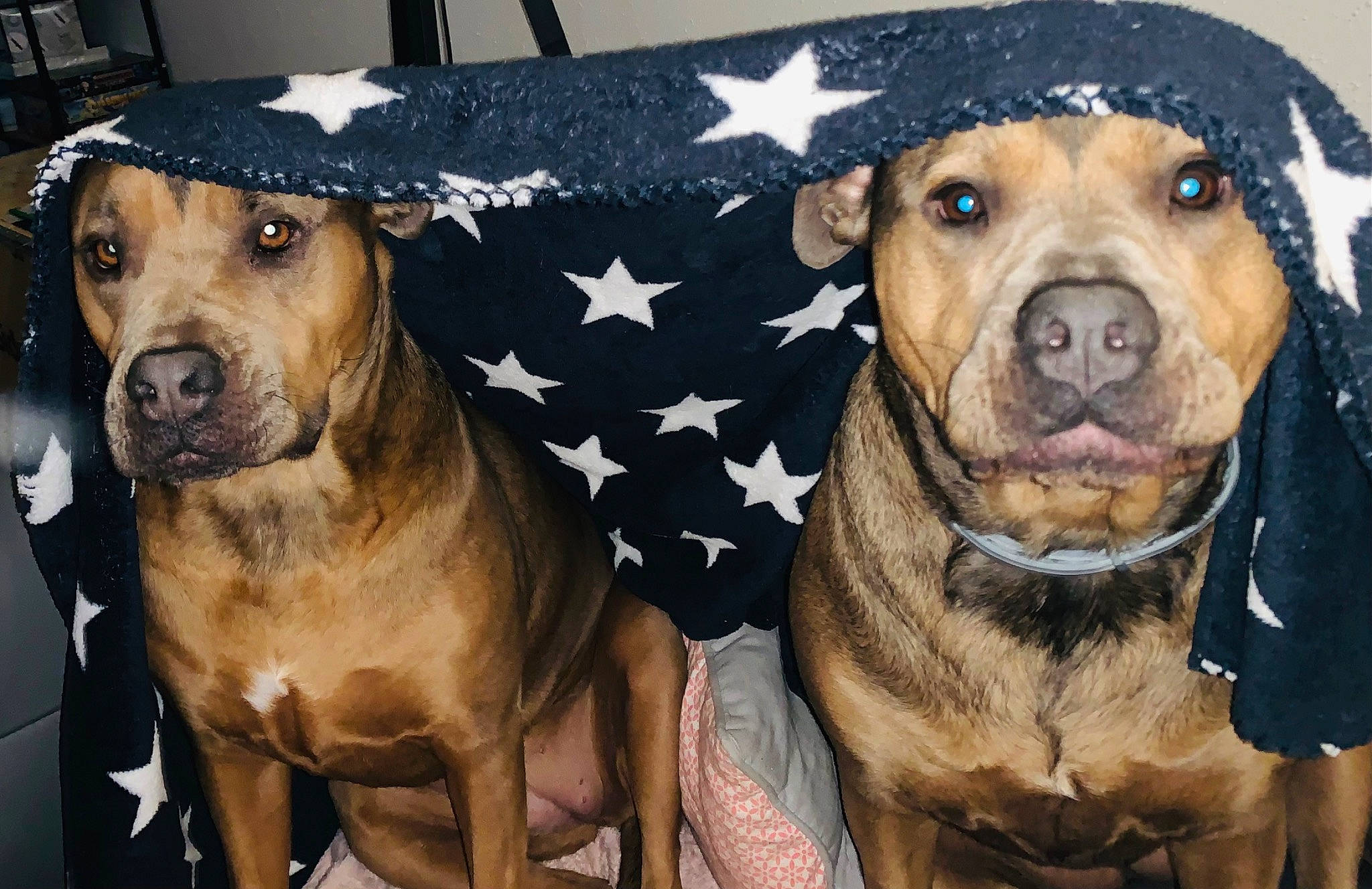 Nala Et Prune participe au concours pour gagner de l'argent avec cette photo : ancient_dog_breeds, canidae, carnivore, companion_dog, dog, dog_breed, dog_clothes, dog_supply, fawn, fur, guard_dog, mammal, paw, pet_supply, puppy, snout, sporting_group, vertebrate, whiskers, working_animal