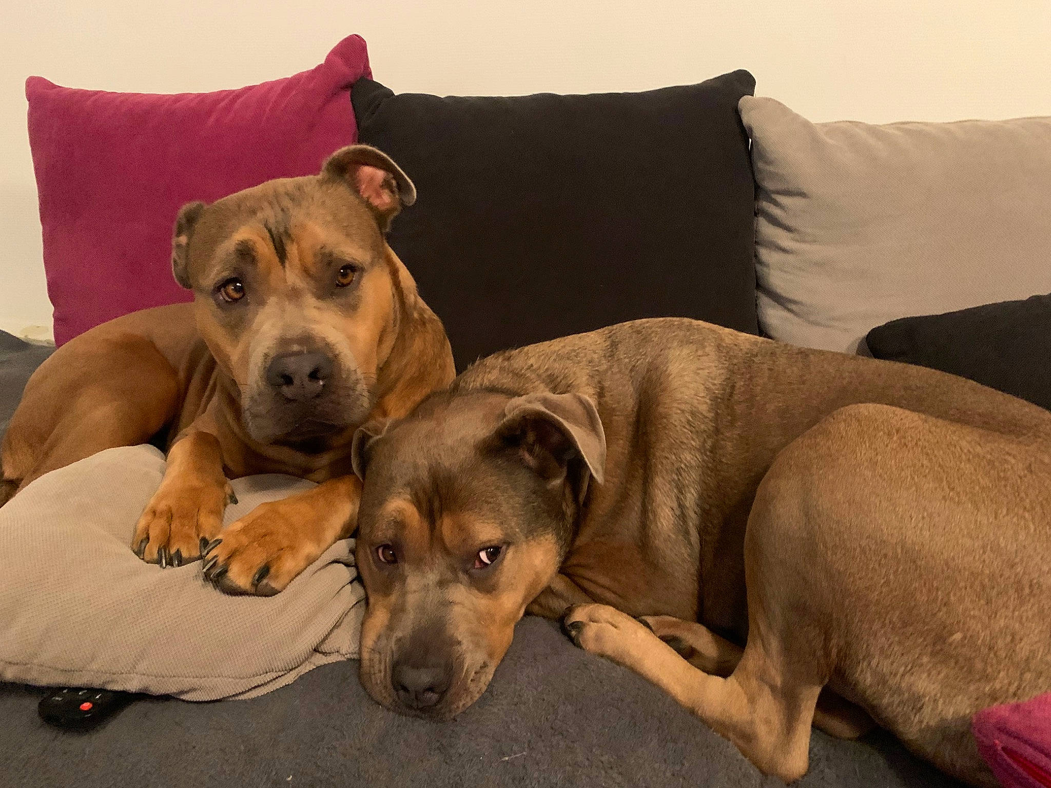 Nala Et Prune participe au concours pour gagner de l'argent avec cette photo : bored, canidae, carnivore, comfort, companion_dog, couch, dog, dog_breed, dog_supply, fawn, fur, pet_supply, snout, sporting_group, whiskers, working_animal