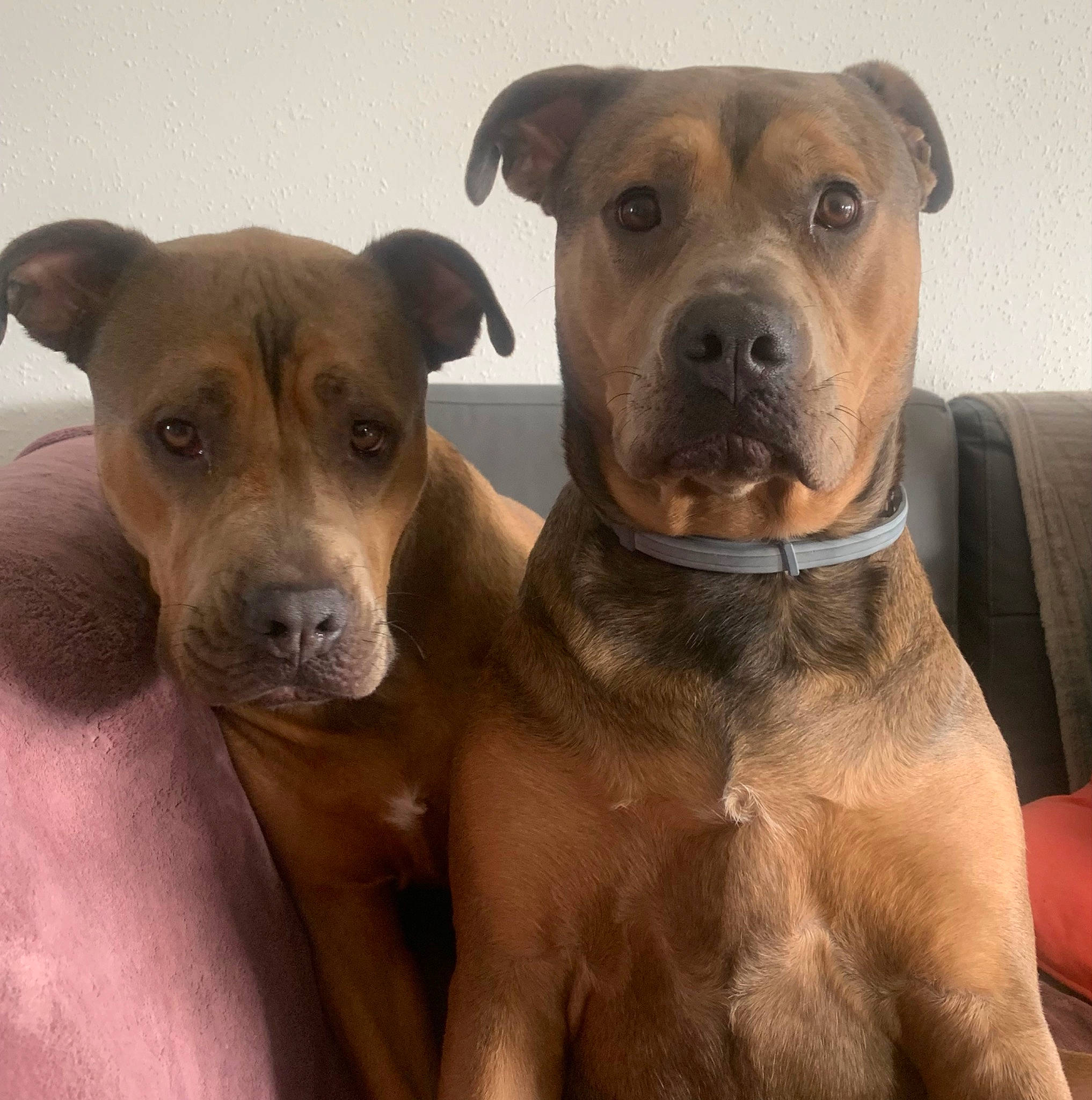 Nala Et Prune a rejoint le concours — aidez-le/la à gagner de superbes lots ! carnivore, collar, companion_dog, dog, dog_breed, dog_collar, fawn, liver, non_sporting_group, pet_supply, snout, sporting_group, whiskers, working_animal, working_dog