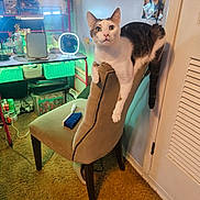 Simba joined the competition — help win amazing prizes! cat, chair, indoor, carpet, furniture, pet, animal, table, fan, brush, photo, wall, door, lamp, shelf, container, toy, storage, curious, relaxed