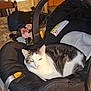 Simba joined the competition — help win amazing prizes! cat, indoor, car_seat, animal, pet, feline, black, white, striped, relaxed, household, chair, flowers, fabric, seatbelt, closeup, domestic, resting, cozy, casual