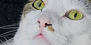 Simba is registered to the contest to win money with this photo: cat, close_up, green_eyes, whiskers, pink_nose, white_fur, tabby_fur, pet, animal, face, cute, indoor, looking_up, fur_texture, portrait, mammal, domestic_cat, alert, nose, eye_reflection