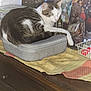 Simba joined the competition — help win amazing prizes! cat, sleeping, gray_case, wooden_dresser, coffin_decoration, skull_bottle, buddha_statue, photo_frame, tablecloth, indoor, pet, resting, decor, household, furniture, closeup, tabby_cat, white_and_gray, napping, still_life