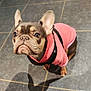 Valentina a rejoint le concours — aidez-le/la à gagner de superbes lots ! dog, french_bulldog, pink_hoodie, pet, indoors, floor, tile, shadow, cute, looking_up, ears, canine, small_dog, domestic_animal, companion, mammal, wearing_clothes, animal_portrait, adorable, pet_fashion