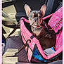 Valentina a rejoint le concours — aidez-le/la à gagner de superbes lots ! dog, french_bulldog, pet_car_seat, car_interior, pink, seat, leash, collar, window, greenery, sunlight, shadow, vehicle, door, seatbelt, restraint, cute, small_dog, animal, looking
