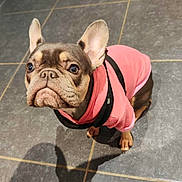 Valentina a rejoint le concours — aidez-le/la à gagner de superbes lots ! dog, french_bulldog, pink_hoodie, pet, indoors, floor, tile, shadow, cute, looking_up, ears, canine, small_dog, domestic_animal, companion, mammal, wearing_clothes, animal_portrait, adorable, pet_fashion