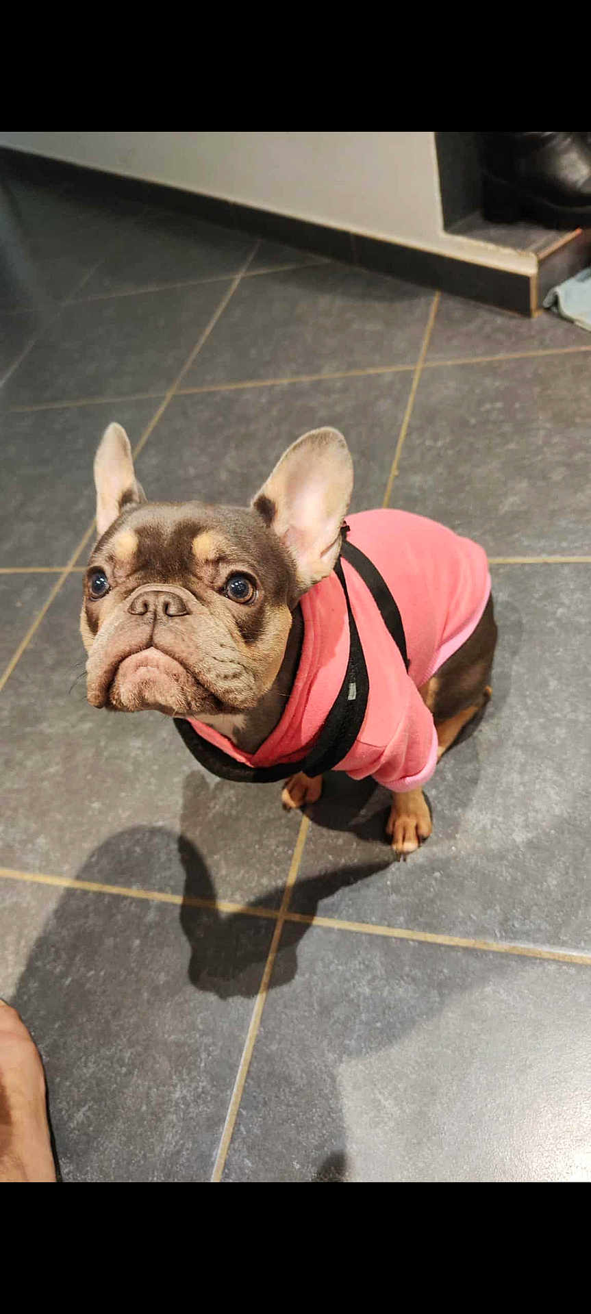 Valentina a rejoint le concours — aidez-le/la à gagner de superbes lots ! dog, french_bulldog, pink_hoodie, pet, indoors, floor, tile, shadow, cute, looking_up, ears, canine, small_dog, domestic_animal, companion, mammal, wearing_clothes, animal_portrait, adorable, pet_fashion