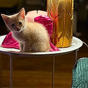 Danger Smooshe joined the competition — help win amazing prizes! animal, blurred_background, cat, colorful, curious, cute, decor, domestic_animal, focused, furniture, golden_vase, indoor, kitten, pet, pink_panther, round_table, small, soft_lighting, table, young