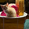animal, blurred_background, cat, colorful, curious, cute, decor, domestic_animal, focused, furniture, golden_vase, indoor, kitten, pet, pink_panther, round_table, small, soft_lighting, table, young