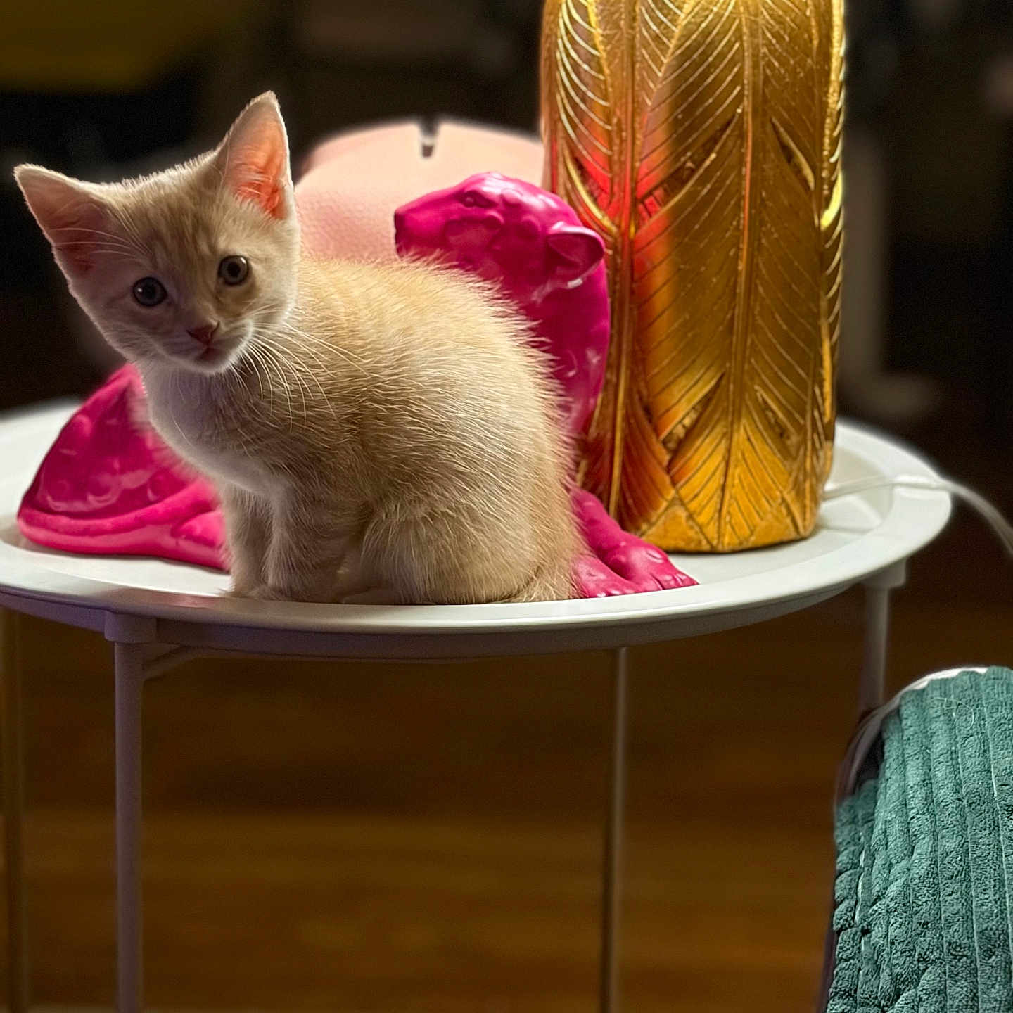 Danger Smooshe joined the competition — help win amazing prizes! animal, blurred_background, cat, colorful, curious, cute, decor, domestic_animal, focused, furniture, golden_vase, indoor, kitten, pet, pink_panther, round_table, small, soft_lighting, table, young