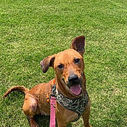 Cherry is registered to the contest to win money with this photo: dog, brown_dog, pet, sitting, outdoor, grass, lawn, park, happy, tongue_out, open_mouth, floppy_ear, upright_ear, camouflage_bandana, pink_leash, collar, canine, animal, sunny, backyard