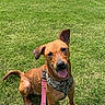 dog, brown_dog, pet, sitting, outdoor, grass, lawn, park, happy, tongue_out, open_mouth, floppy_ear, upright_ear, camouflage_bandana, pink_leash, collar, canine, animal, sunny, backyard
