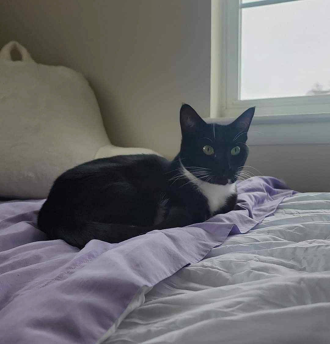 Princess Lia Rayne is registered to the contest to win money with this photo: bed, bedding, carnivore, cat, comfort, domestic_short_haired_cat, felidae, flooring, fur, grey, hardwood, human_leg, linens, room, sitting, small_to_medium_sized_cats, tail, whiskers, window, wood
