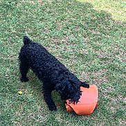 Charlie is registered to the contest to win money with this photo: dog, black_dog, curly_fur, grass, outdoor, flower_pot, broken_pot, playing, chewing, pet, yard, greenery, sunlight, shadow, nature, animal, canine, fun, summer, garden