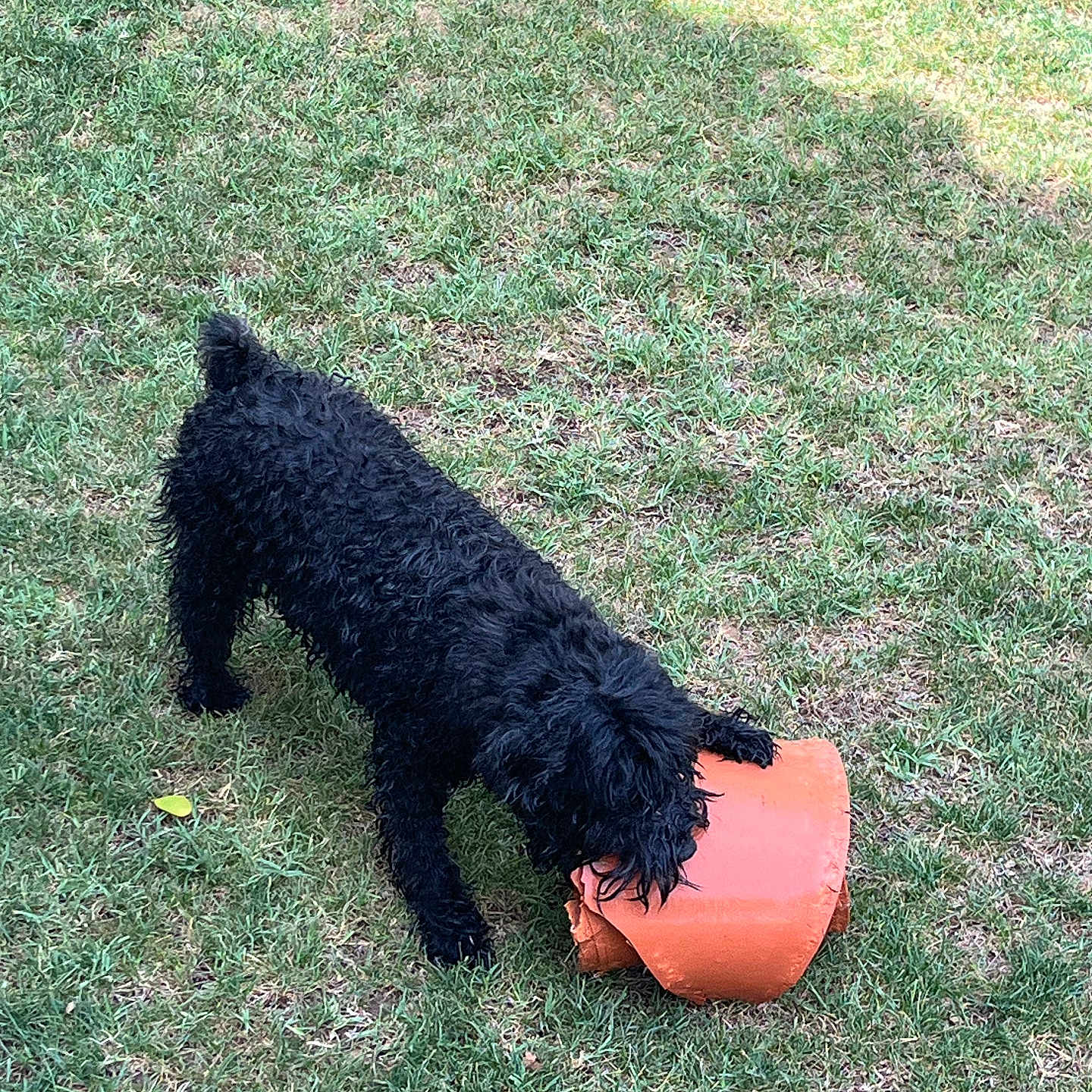 Charlie is registered to the contest to win money with this photo: animal, black_dog, broken_pot, canine, chewing, curly_fur, dog, flower_pot, fun, garden, grass, greenery, nature, outdoor, pet, playing, shadow, summer, sunlight, yard