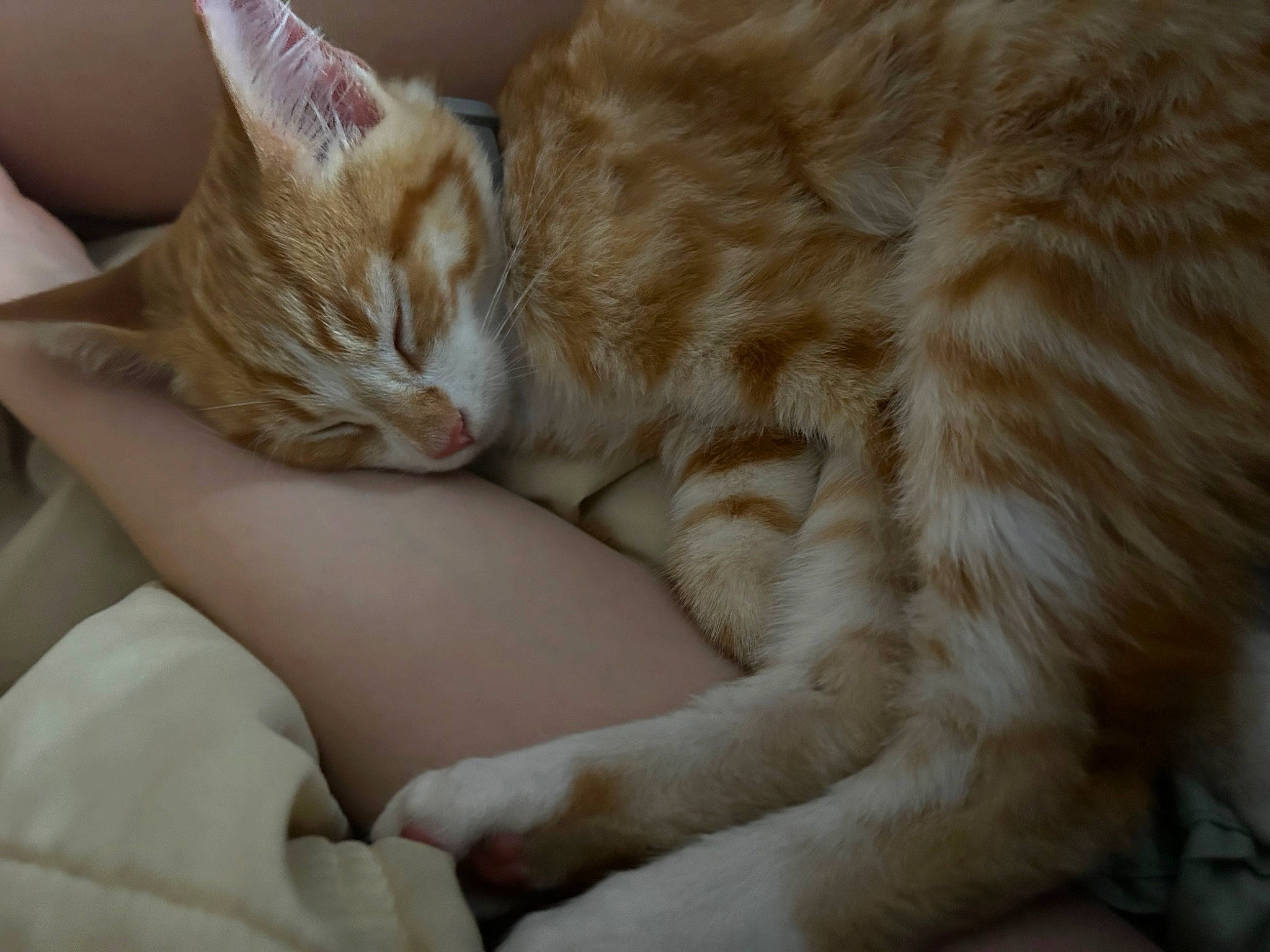 Archie is registered to the contest to win money with this photo: carnivore, cat, claw, comfort, domestic_short_haired_cat, ear, fawn, felidae, foot, fur, linens, nail, nap, paw, sitting, sleep, small_to_medium_sized_cats, snout, tail, whiskers